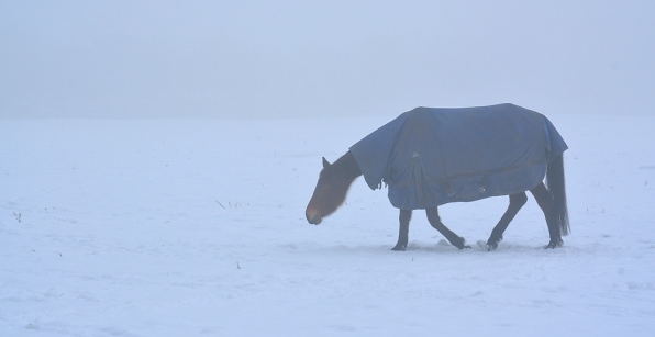 horse in the fog 2