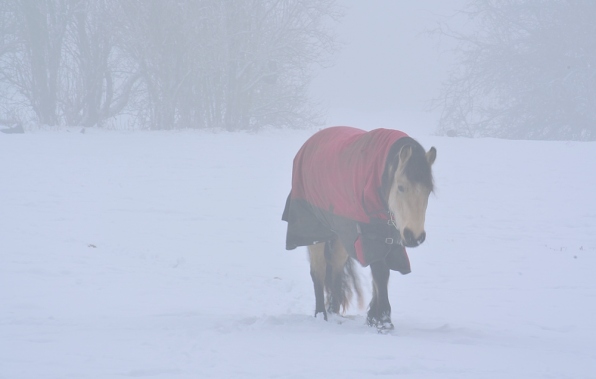 horse walking out of the fog